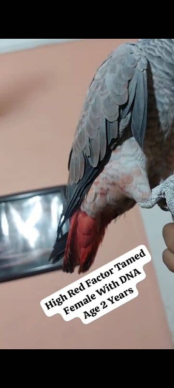 African Grey Parrot Female 3