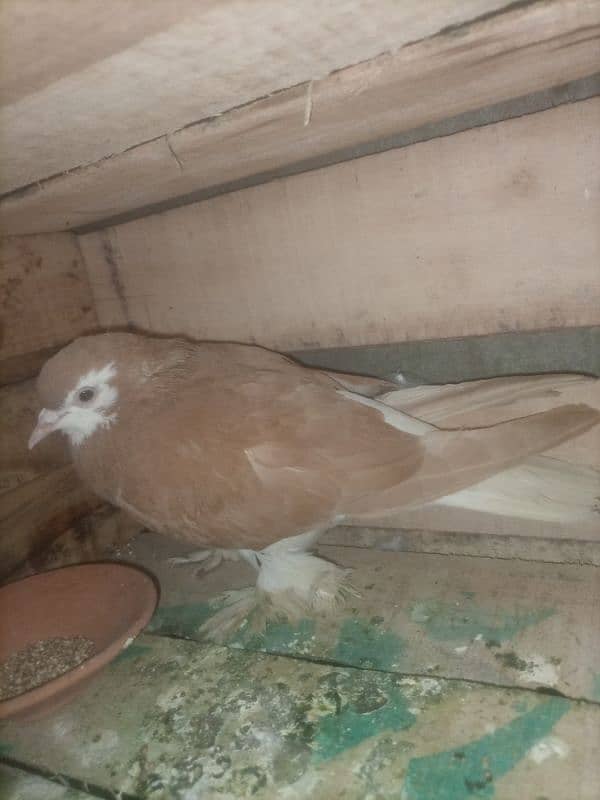 Sherazi pigeon 0