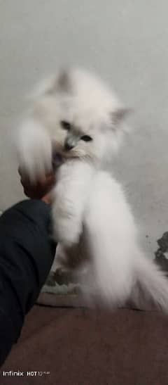 white persian kitten