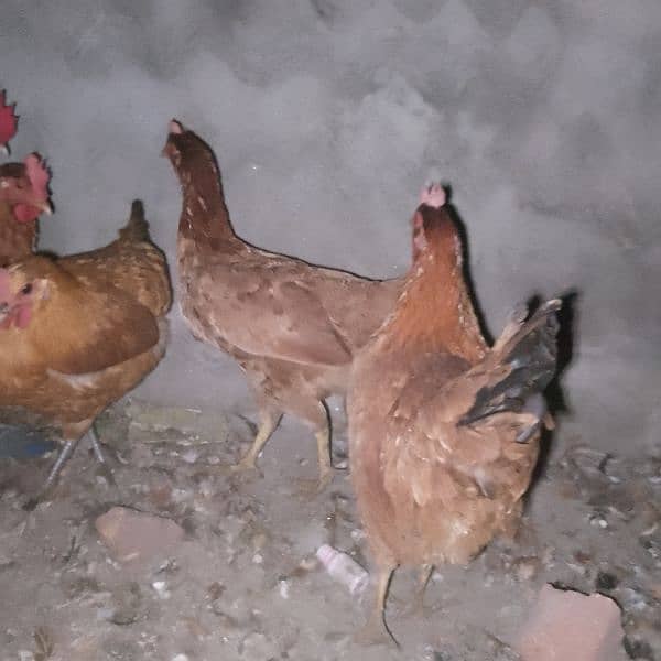 desi hens 0