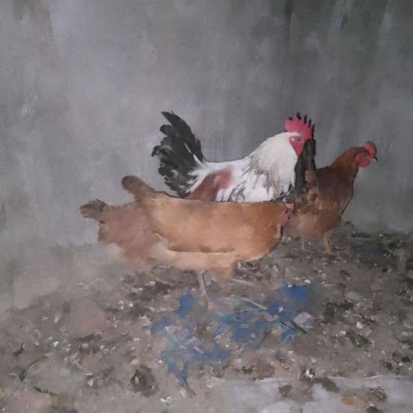 desi hens 2