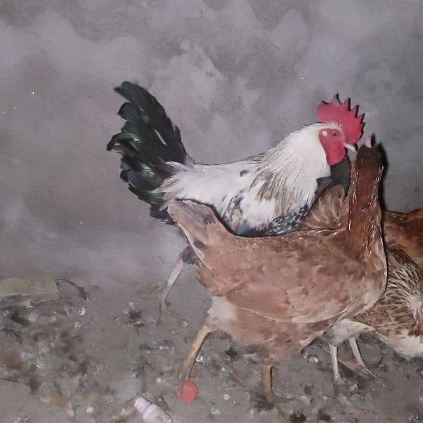 desi hens 3