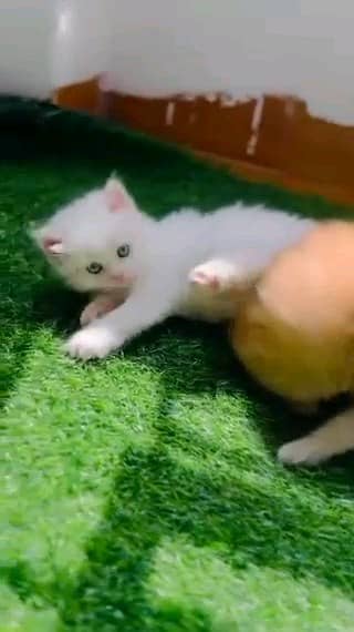 Persian cat eag 2 month for sale 03250120476 WhatsApp 2