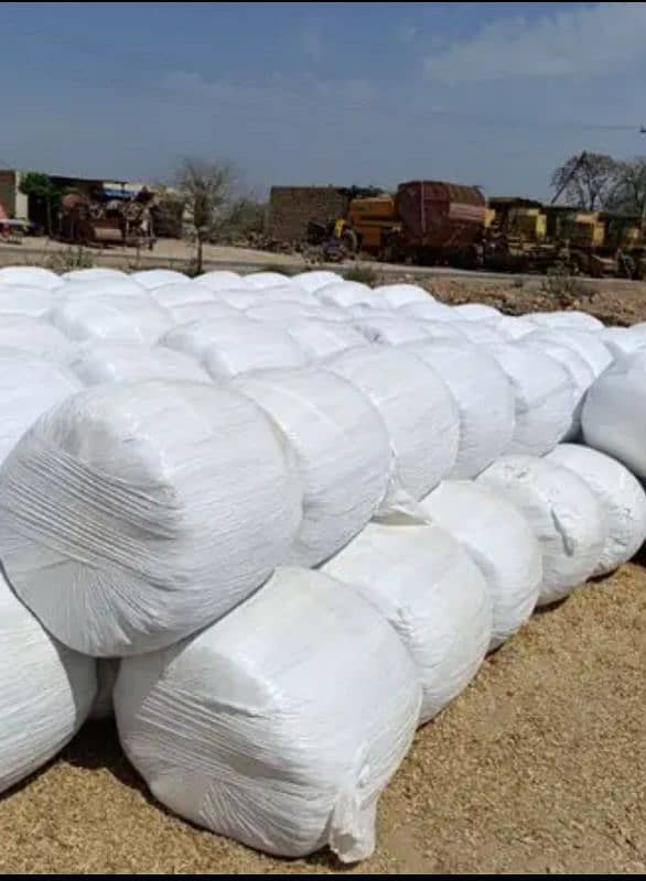 Green Wood Corn Silage 1