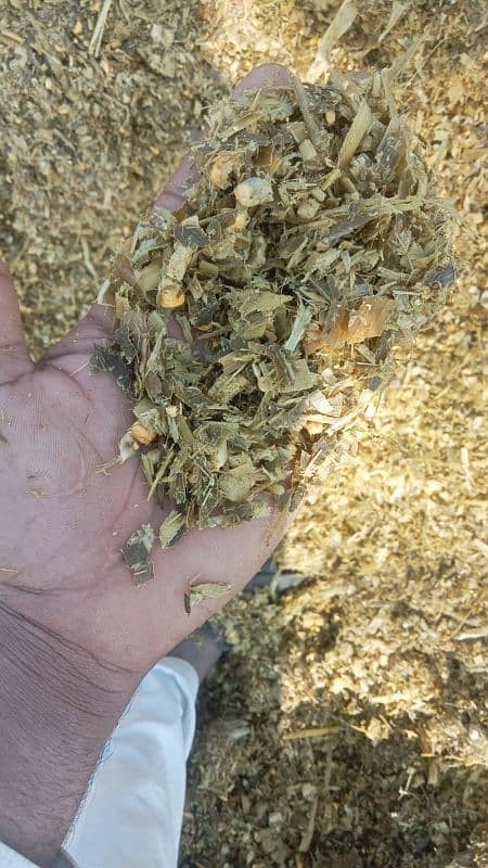 Green Wood Corn Silage 6