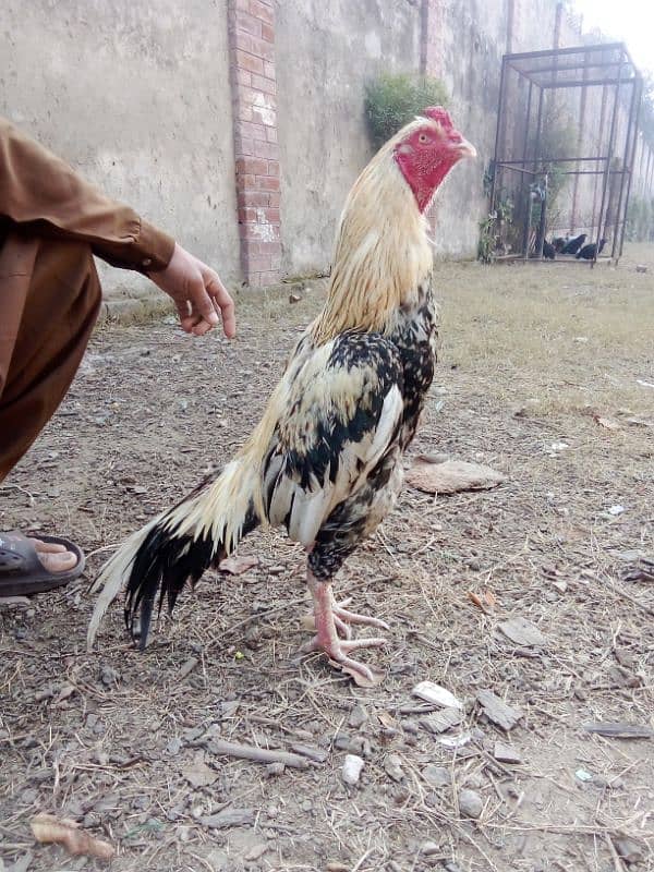 aseel murga for sale breeder ha 3