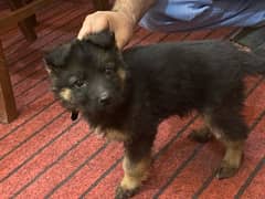 german shepherd  female long coat available