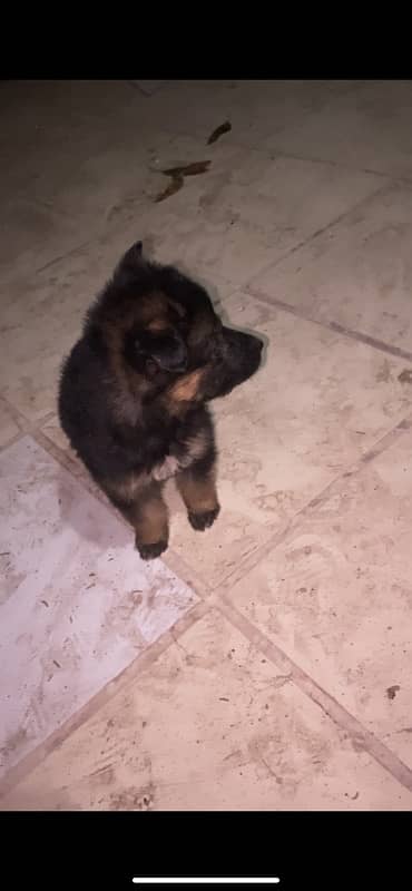 german shepherd  female long coat available 1