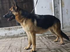 German shepherd female available for sale.