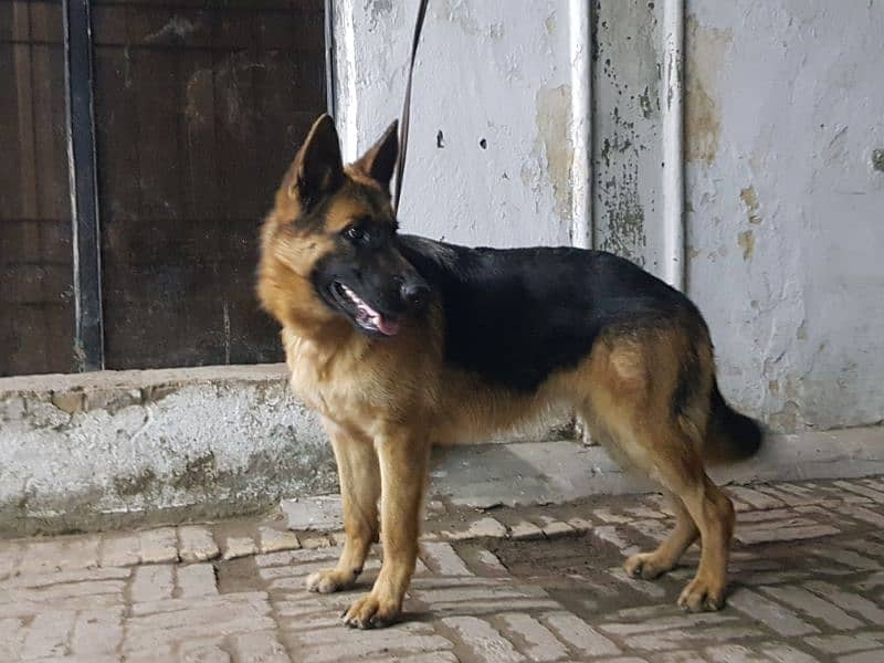 German shepherd female available for sale. 1