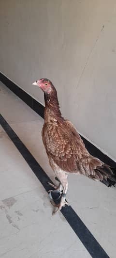 Dasi hens for Sale