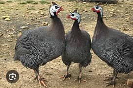 3 pcs guinea fowl Teetarian for sale