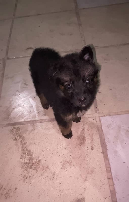 german shepherd  female long coat available 2