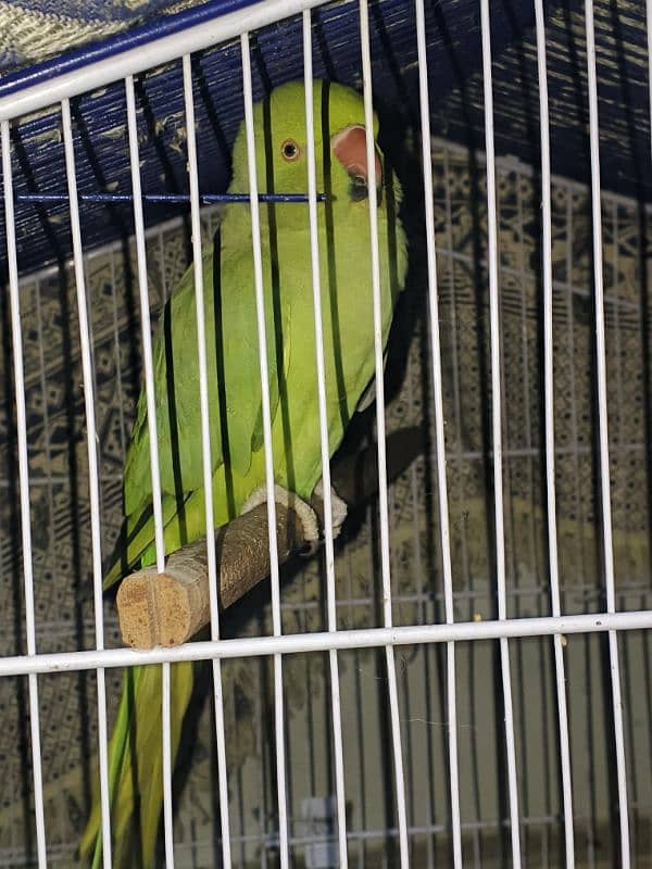 Green ringneck female 0