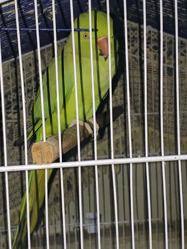 Green ringneck female 1