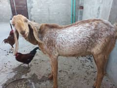 Makhi chena bakra