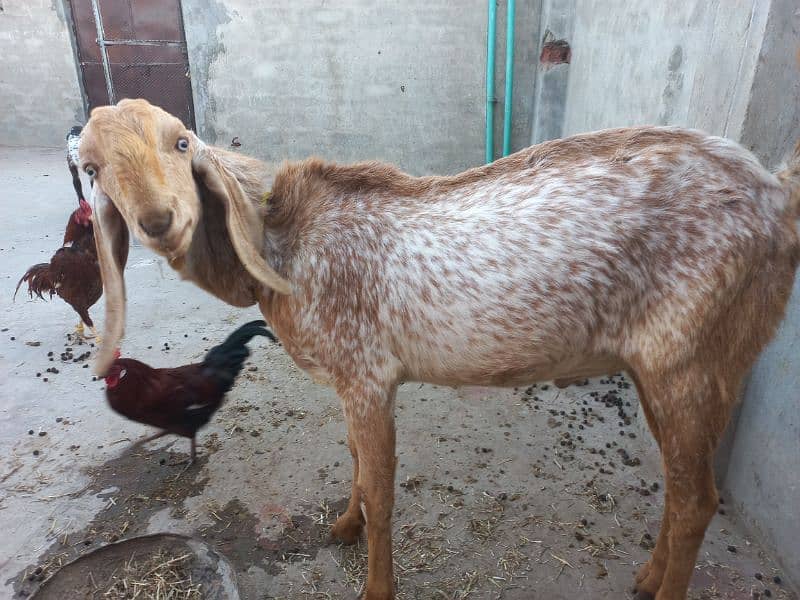 Makhi chena bakra 0