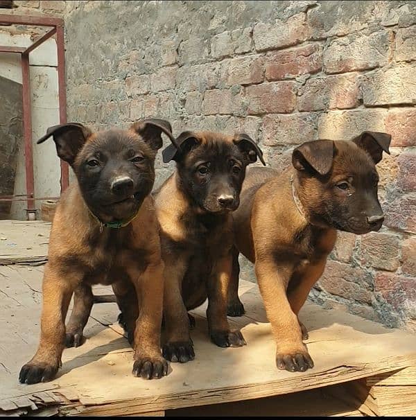 Active & healthy malinois pups 0