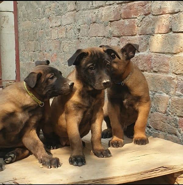 Active & healthy malinois pups 1