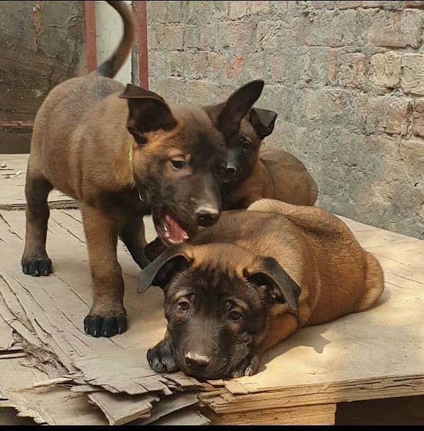 Active & healthy malinois pups 4