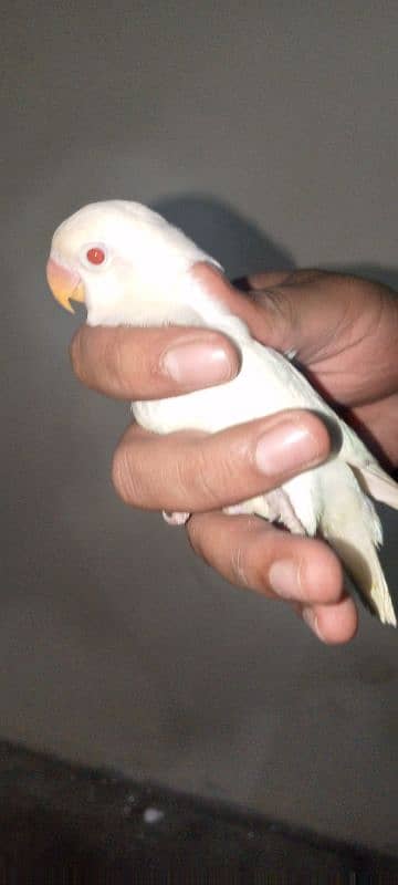 albino red eyes and common lutino 5 months pieces and pairs available 1