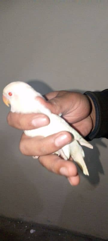 albino red eyes and common lutino 5 months pieces and pairs available 2