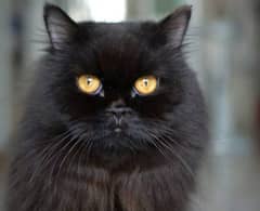 black Persian cat