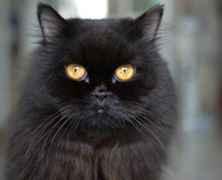 black Persian cat 0