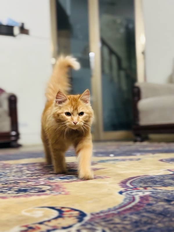 Golden Persian Cat 1