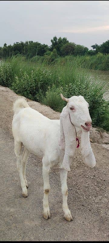 gulabi Goat 0