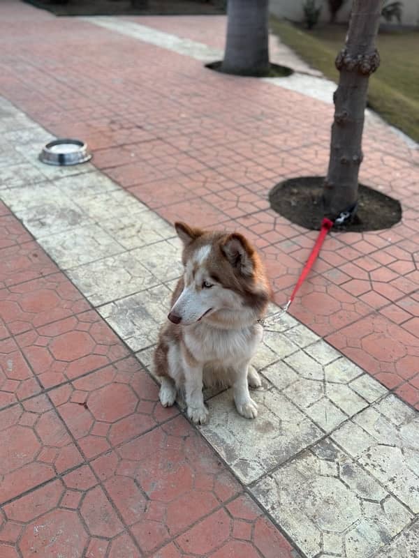 Brown Female Husky 1