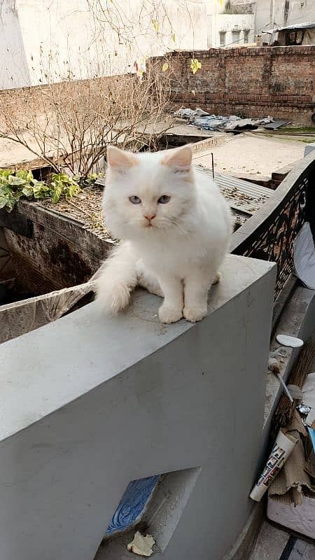 Persian triple coat kitten 1