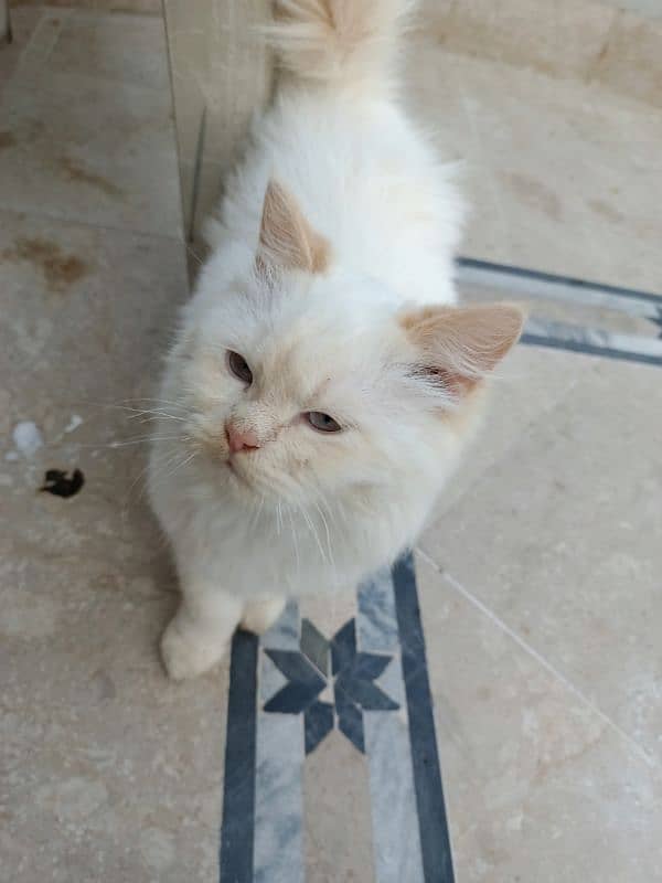 Persian triple coat kitten 7