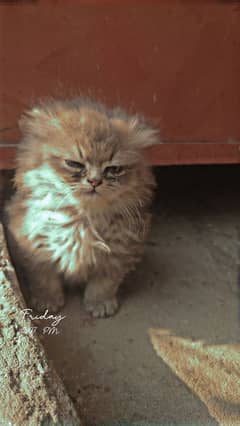 Pair of Triple coat kittens