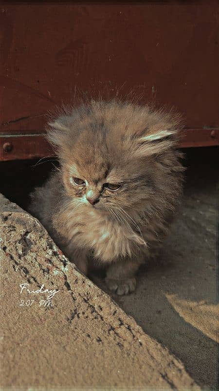 Pair of Triple coat kittens 2