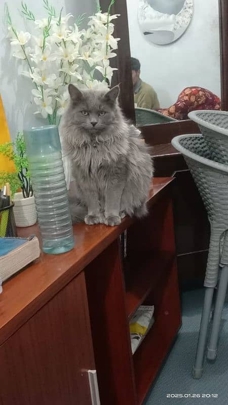 Grey Turkish Cat 3