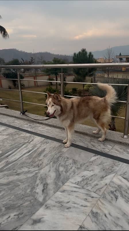 Brown Female Husky 2