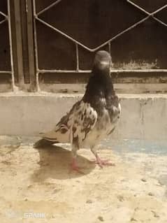 Pakistani highfligher for sale female