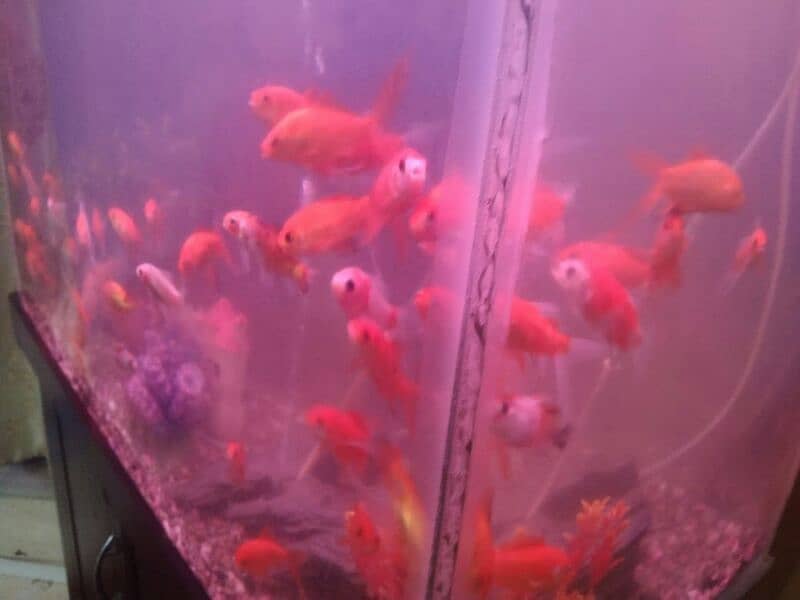 shipping king fish 10 pairs 3200, 5 pairs 1600 2