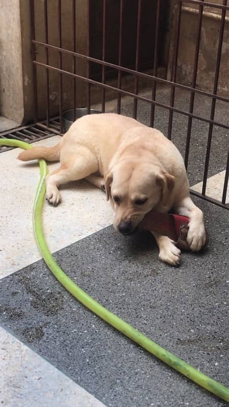 Fawn Labrador breeder female 0