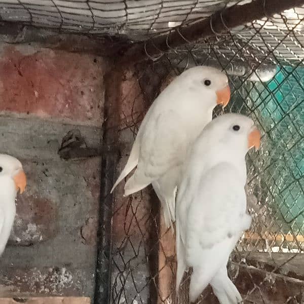 love birds Albion spirit pathy contact number 03274311931 5