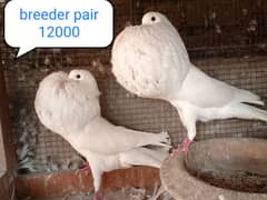 fancy pigeon | kabutar| Jacobin|  frillback saddle | amarican fantail|