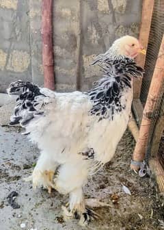 F1 Breed brahma chicken very healthy 8 months old