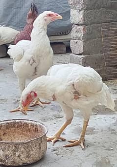 Aseel Heera /white paper heera /Aseel hens