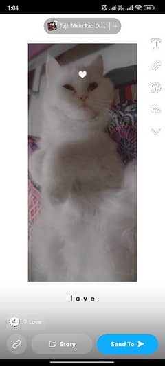 Persian cat for sale