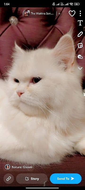 Persian cat for sale 2