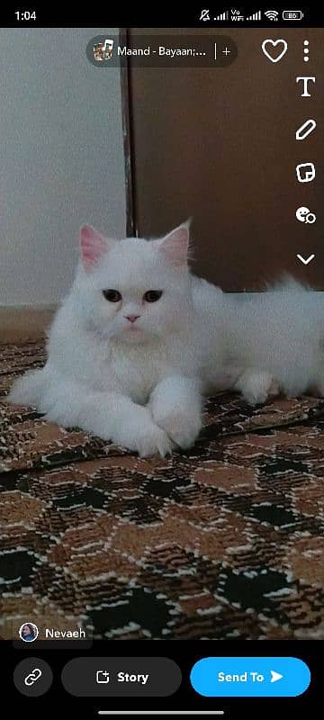 Persian cat for sale 3