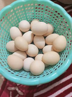 aseel egges for sale number description