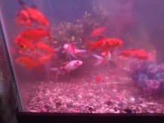 Watch aquarium fish,size 3 inch