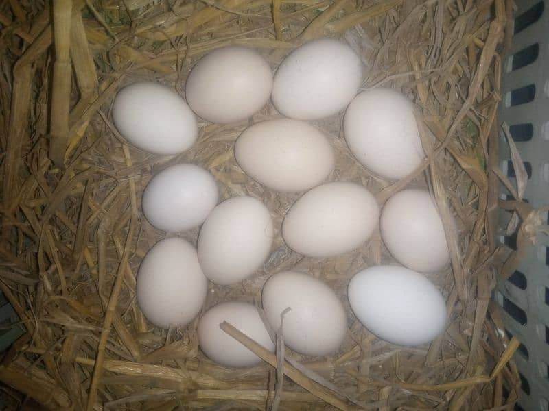 Pakistani Aseel Eggs For Sale 0